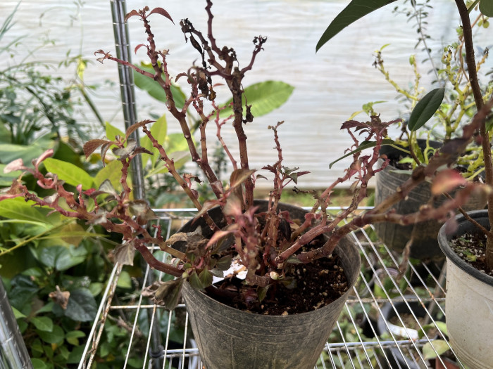 아프리카봉선화 - Impatiens