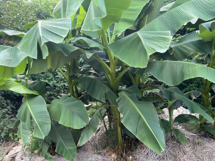 파초 - Japanese banana, Japanese fibre banana, hardy banana, Musa basjoo Siebold & Zucc.