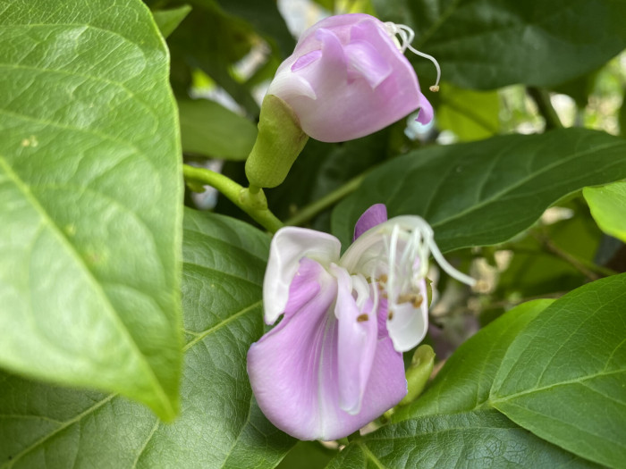 작두콩 - Canavalia ensiformis DC.