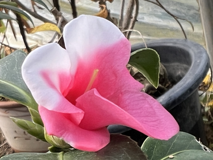 동백 - Camellia Japonica