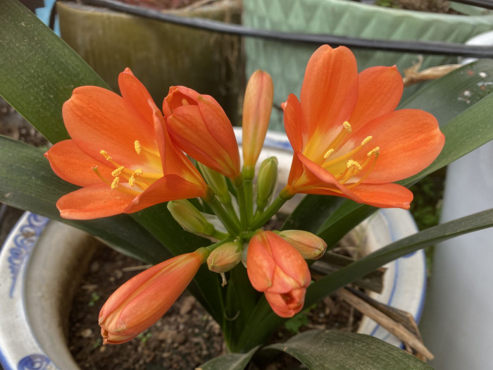 군자란 - Clivia miniata Regel