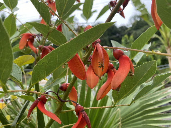 브라질 산호나무 - cockspur coral tree, Erythrina crista-galli L.