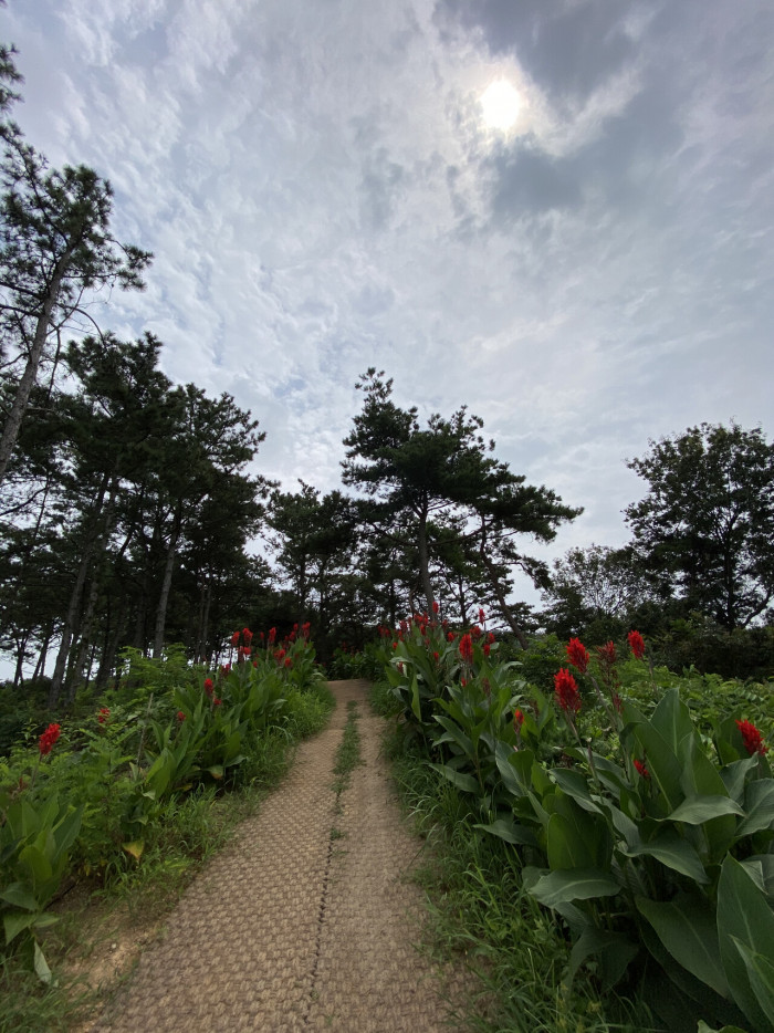 칸나 - Canna lily, Canna spp