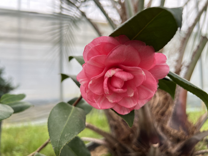 동백 - Camellia Japonica