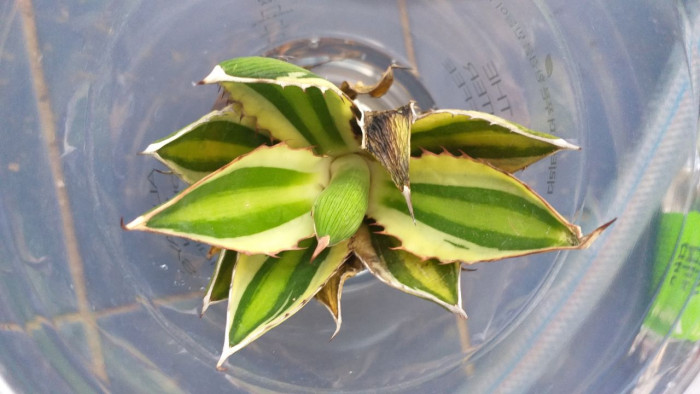 용설란 - Agave Americana, Agave americana