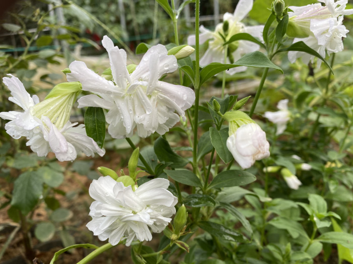 비누풀 - Saponaria officinalis L.