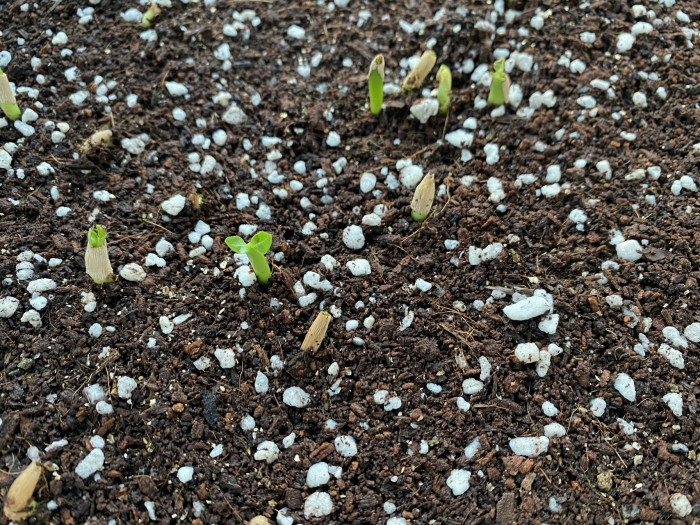석화 - Adenium obesm, Adenium