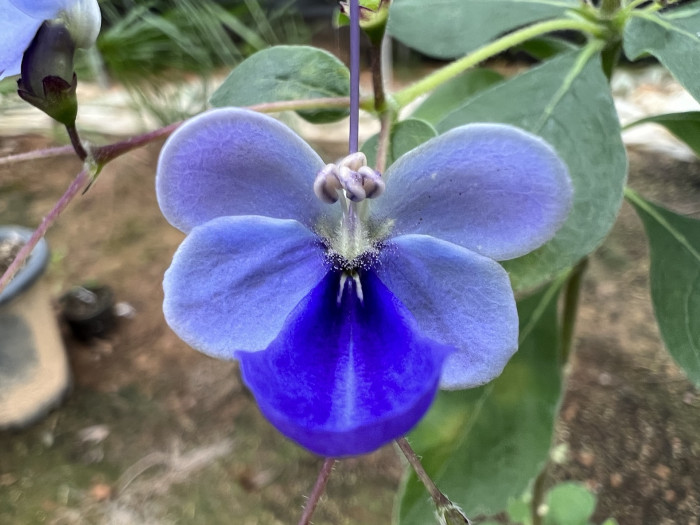 나비꽃 - Blue butterfly, Clerodendrum ugandense
