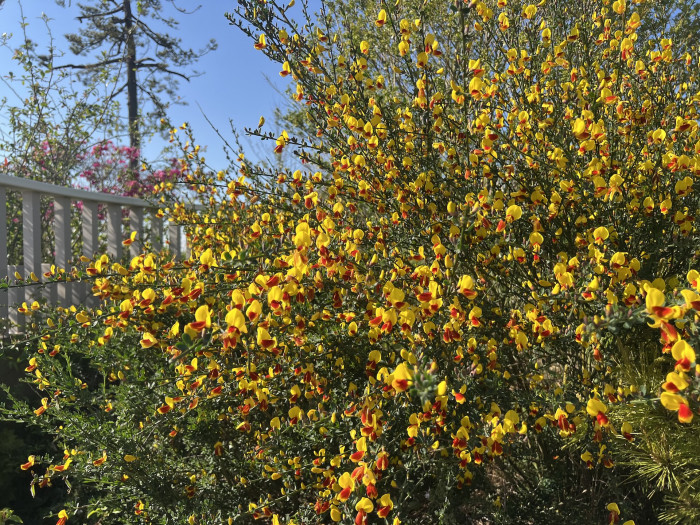 양골담초 - Cytisus Scoparius