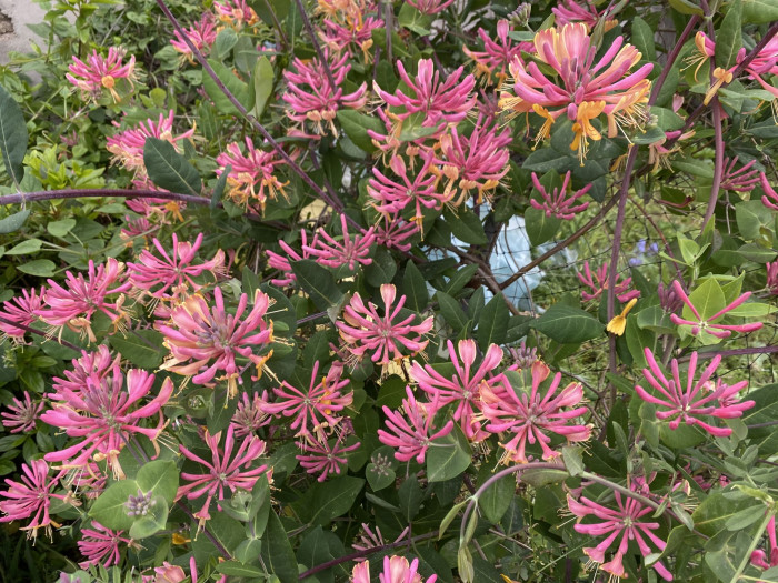 붉은인동 - Honey suckle, Lonicera periclymenum L.