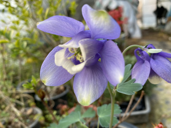 하늘매발톱 - shape columbine, Aquilegia flabellata Siebold & Zucc. var. pumila (Huth) Kudo