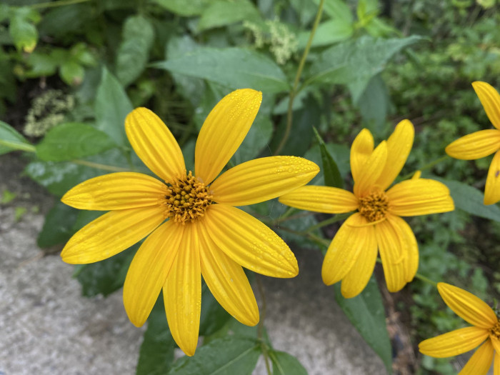뚱단지 - Helianthus tuberosus L.