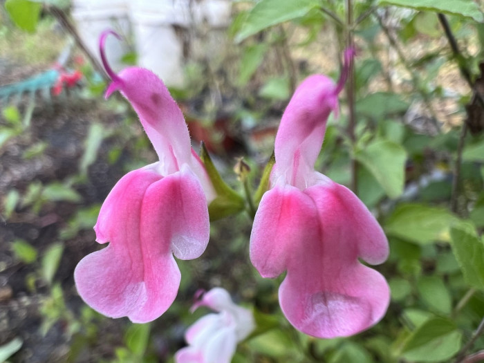 핫립세이지 - HotLipsSage, Salvia Microphylla