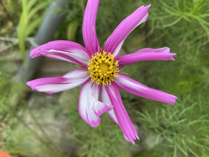 코스모스 - Browallia speciosa, Cosmos bipinnatus