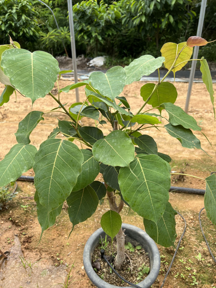 보리수고무나무 - Botree, Peepul tree, Pipaltree, Ficus religiosa L.