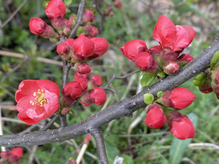 명자나무 -  Chaenomeles speciosa, Chaenomeles japonica (Thunb.) Lindl. ex Spach