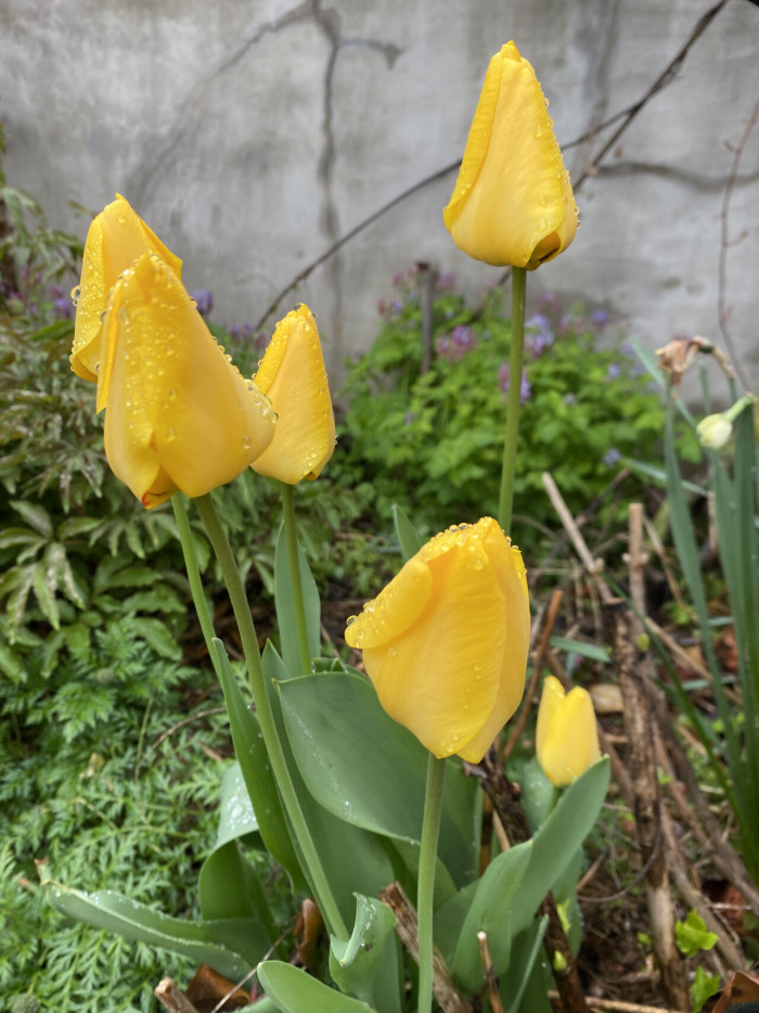 튤립 - Tulip, Tulipa gesneriana