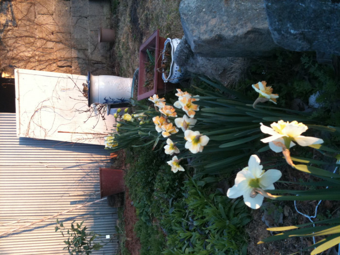 수선화 - daffodil, Narcissus tazetta var. chinensis
