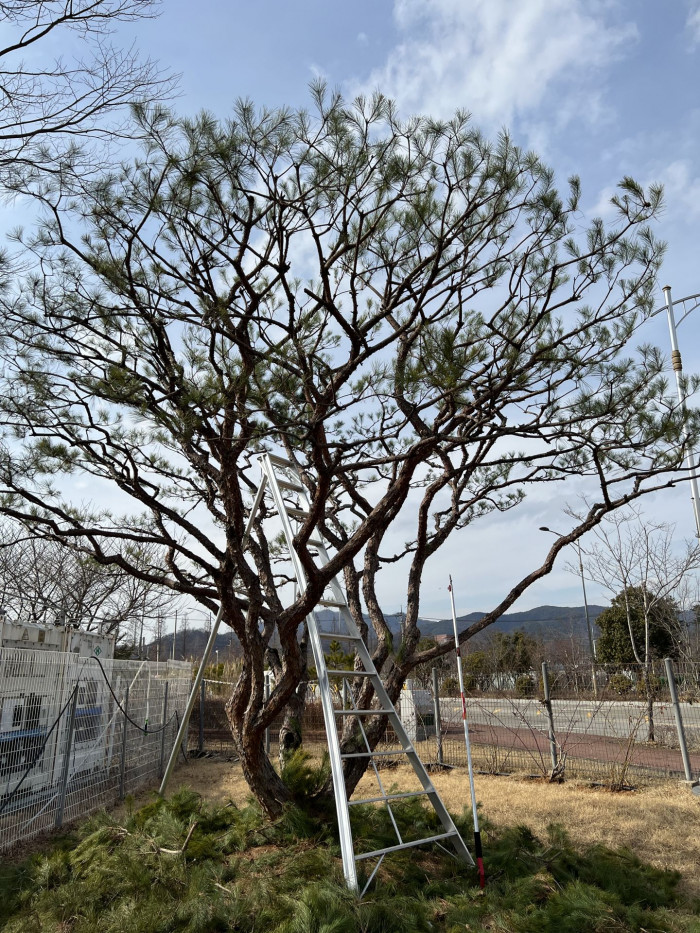 소나무 - Pine Tree, Pinus densiflora Siebold & Zucc.