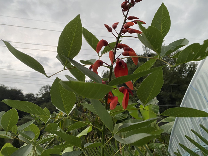 브라질 산호나무 - cockspur coral tree, Erythrina crista-galli L.