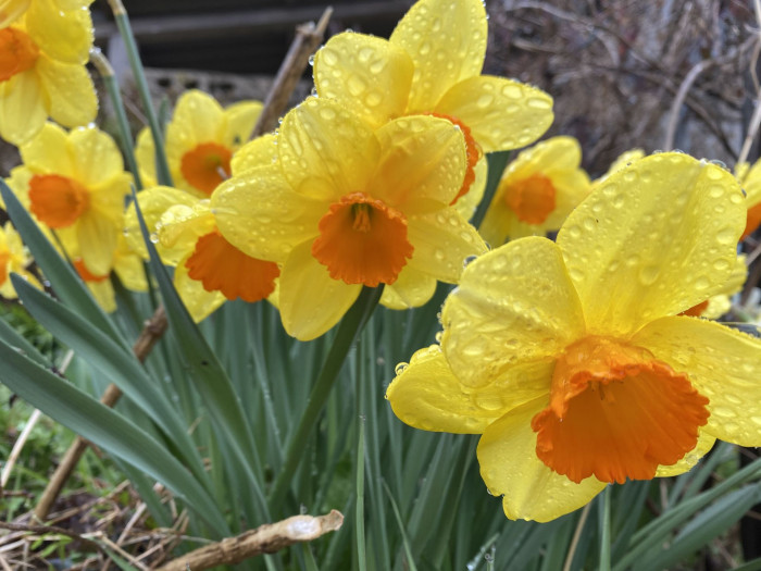 수선화 - daffodil, Narcissus tazetta var. chinensis