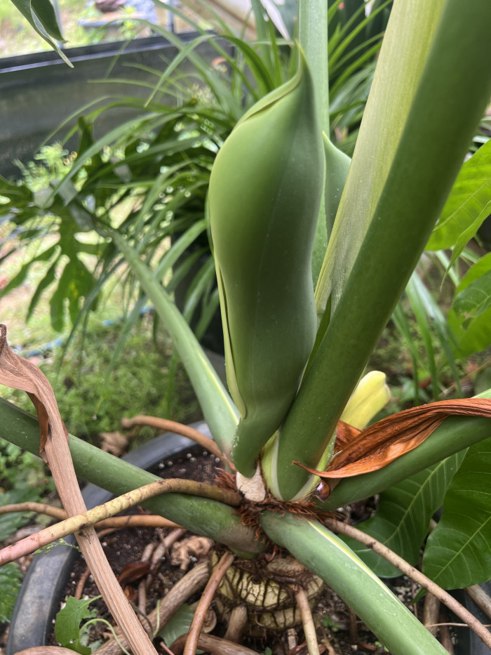 호프셀렘 - Philodendron Selloum