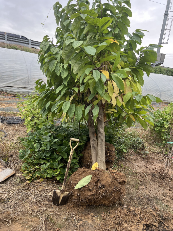 포포나무 - Sunflower pawpaw