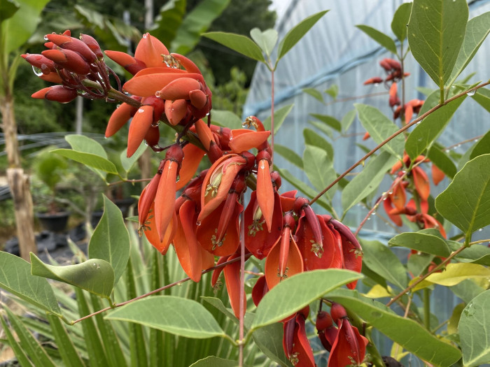 브라질 산호나무 - cockspur coral tree, Erythrina crista-galli L.