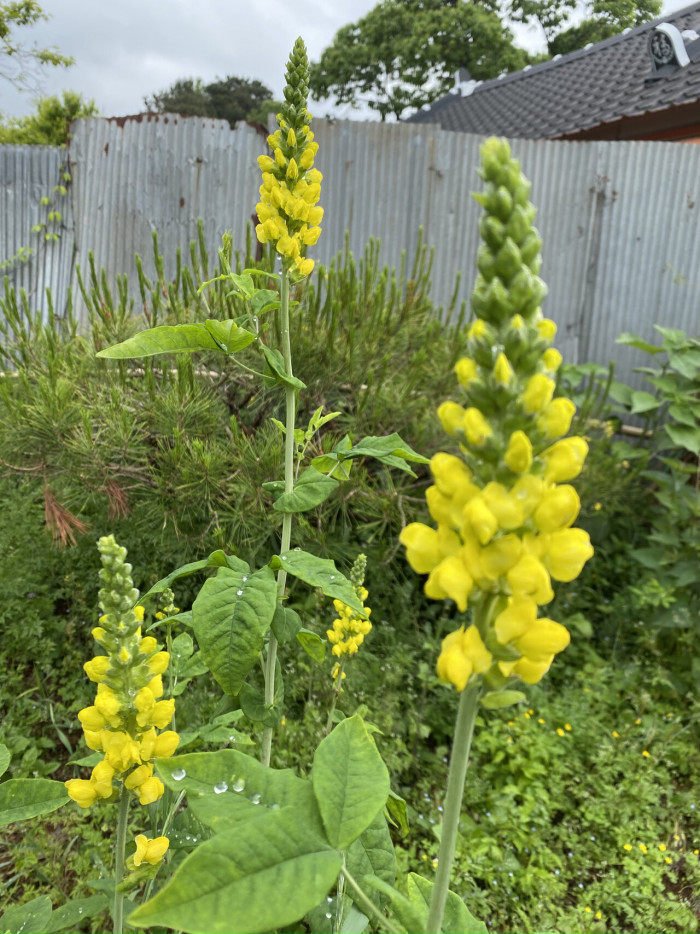 밥티시아 - False indico, Baptisia australis