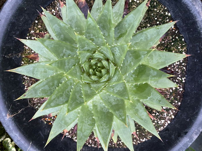 알로에 폴리필라 - Spiral Aloe, Aloe polyphylla