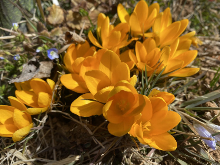 크로커스 - Crocus, Crocus spp.