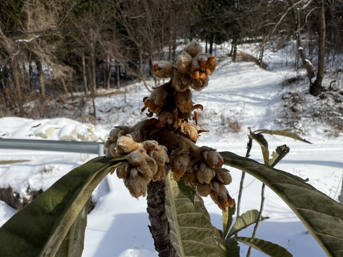 비파나무 - Eriobotrya Japonica