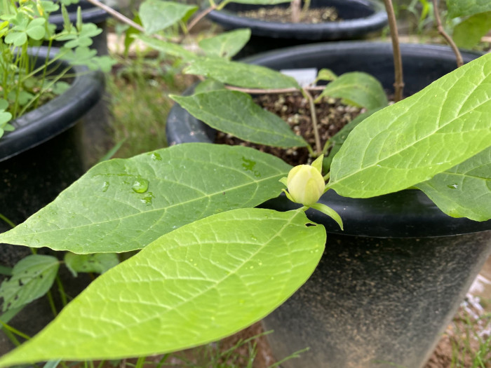 자주받침꽃 - Calycanthus fertilis