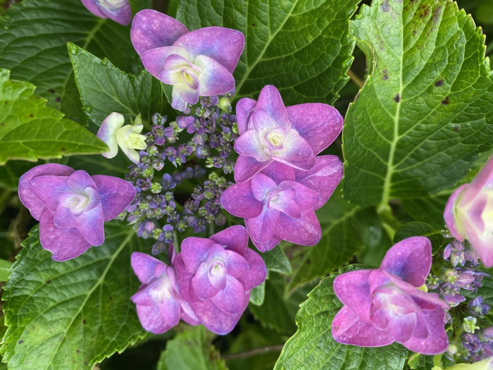 수국 - Hydrangea, Hydrangea macrophylla (Thunb.) Ser. for. otaksa (Siebold & Zucc.) E. H. Wilson