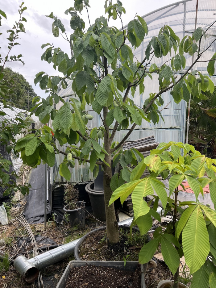 포포나무 - Sunflower pawpaw