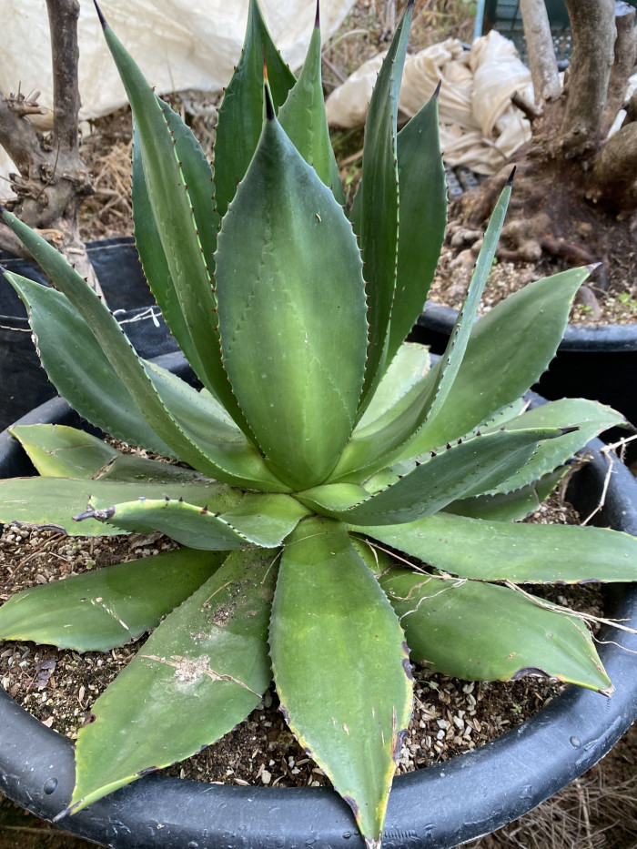아가베 보비코르누타 - Agave bovicornuta