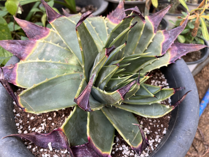 알로에 폴리필라 - Aloe Polyphylla