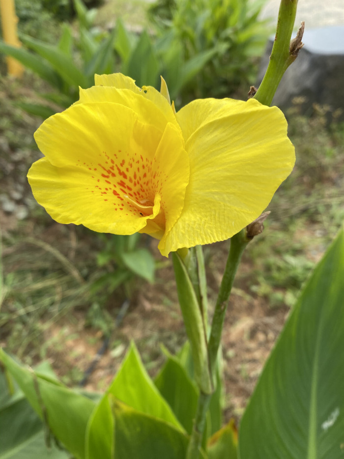 칸나 - Canna lily, Canna spp