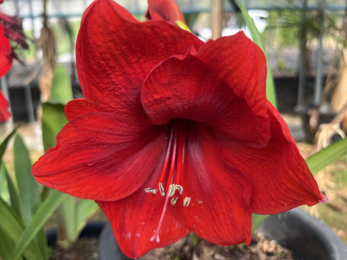 아마릴리스 - amaryllis, Hippeastrum puniceum (Lam.) Voss