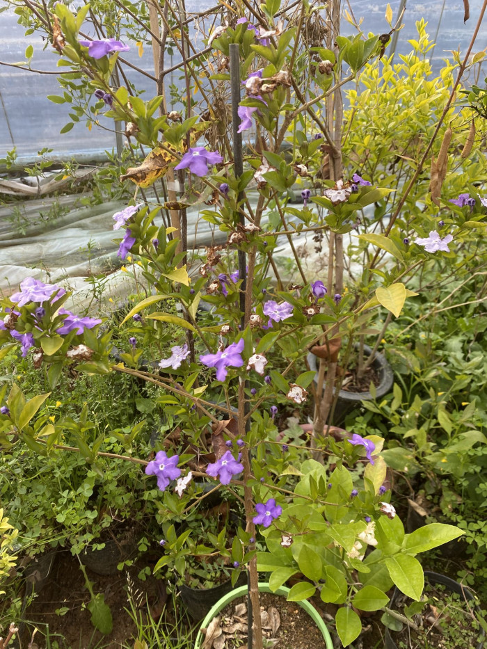 브룬펠시아 - Marning-Moon and night, Brunfelsia pauciflora
