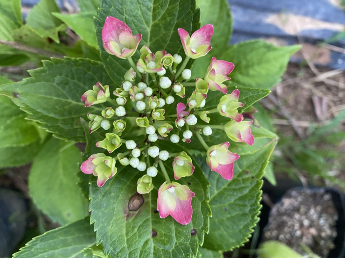 수국 - Hydrangea, Hydrangea macrophylla (Thunb.) Ser. for. otaksa (Siebold & Zucc.) E. H. Wilson