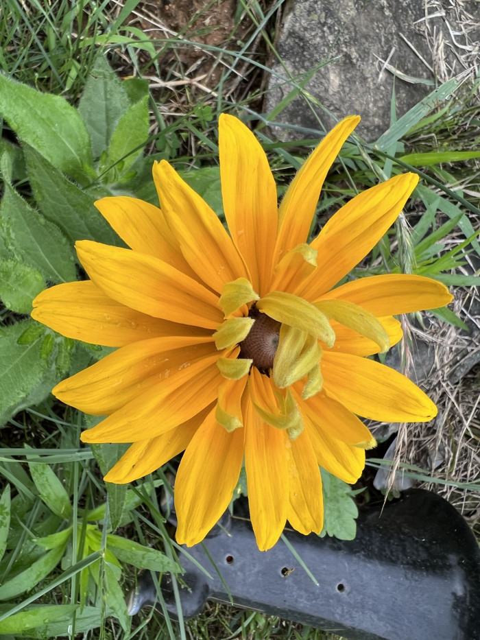 천인국 - Indian blanket, Gaillardia pulchella Foug.