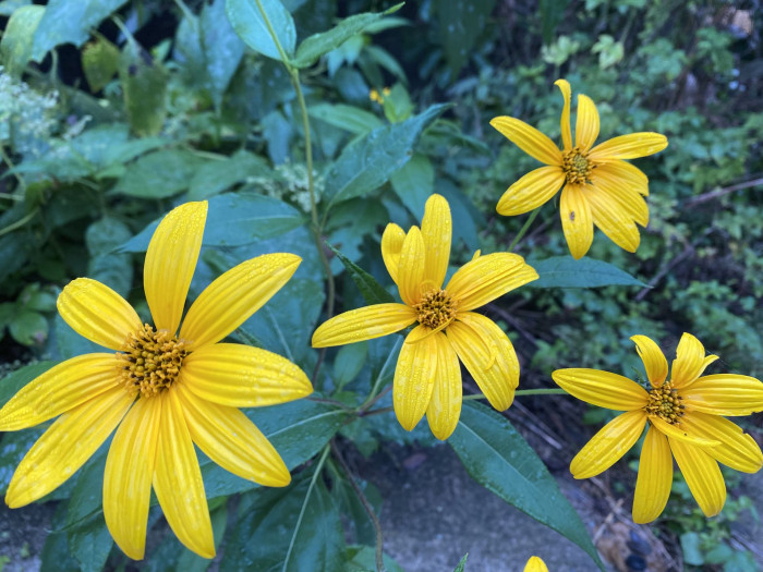 뚱단지 - Helianthus tuberosus L.