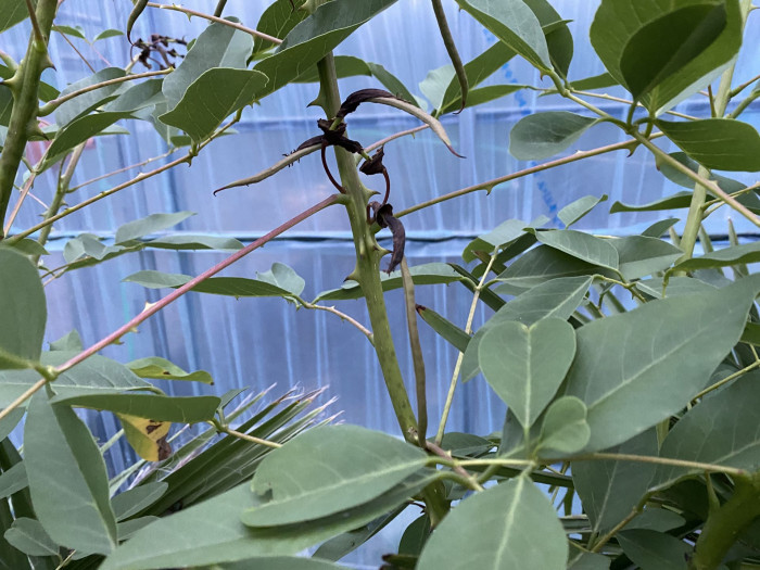 브라질 산호나무 - cockspur coral tree, Erythrina crista-galli L.