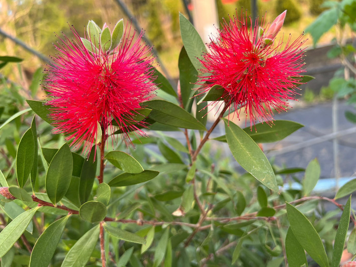 병솔나무 - Bottlebrush, Callistemon lanceolatus