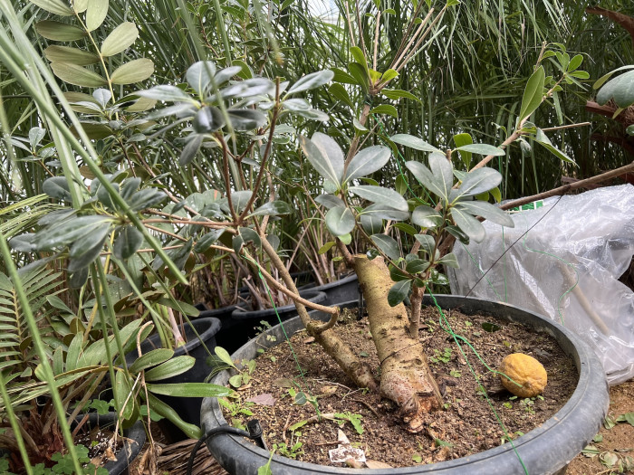 돈나무 - Pittosporum Tobira