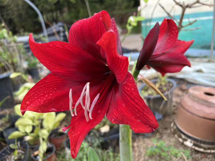 아마릴리스 - amaryllis, Hippeastrum puniceum (Lam.) Voss