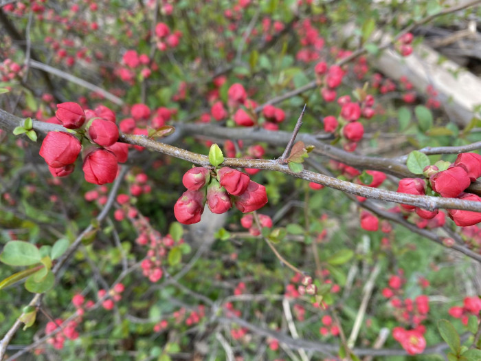 명자나무 -  Chaenomeles speciosa, Chaenomeles japonica (Thunb.) Lindl. ex Spach