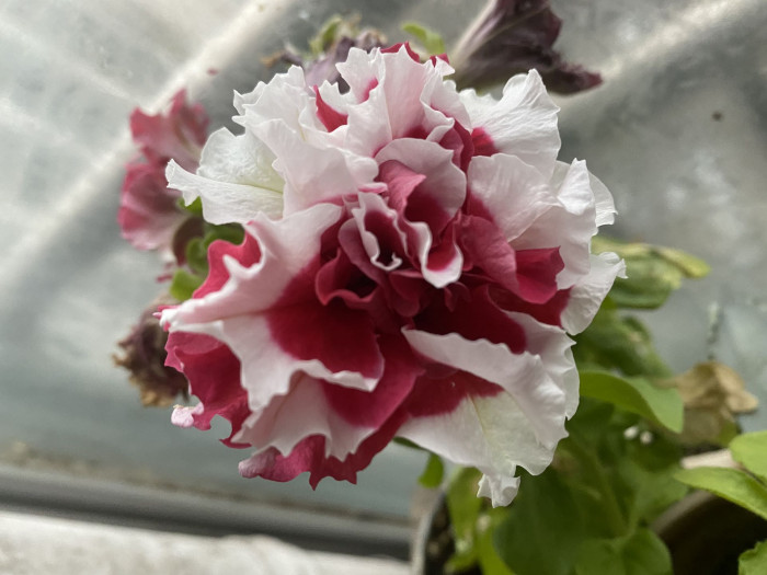 페튜니아 - Common Garden Petunia, Petunia hybrida