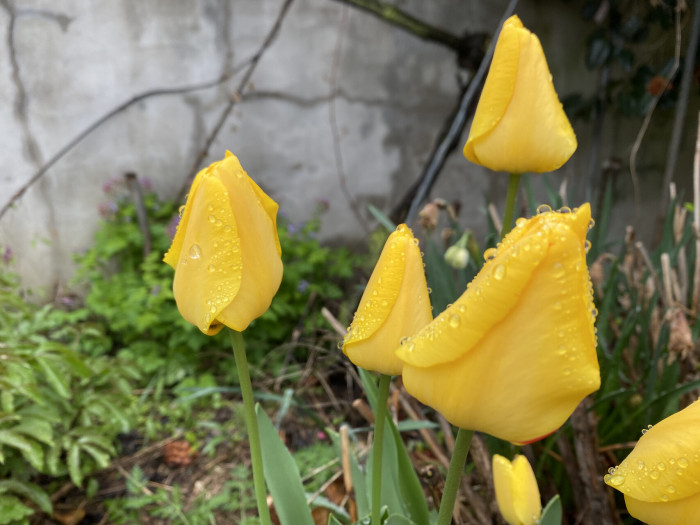 튤립 - Tulip, Tulipa gesneriana